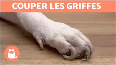 Quels sont les Guerriers Divins qui ont des griffes ?