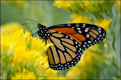 Quel est le nom de ce grand papillon ?