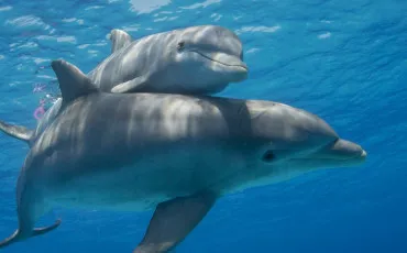 Quiz Animaux