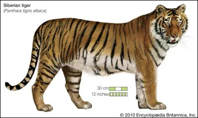 Est-ce que tu adores les animaux ?