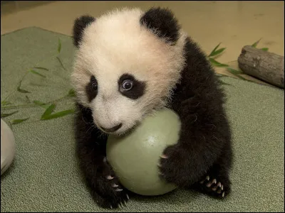 Est-ce que tu es un gars ou une fille ?