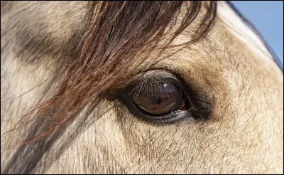 Quelle couleur d'yeux veux-tu pour ton animal ?