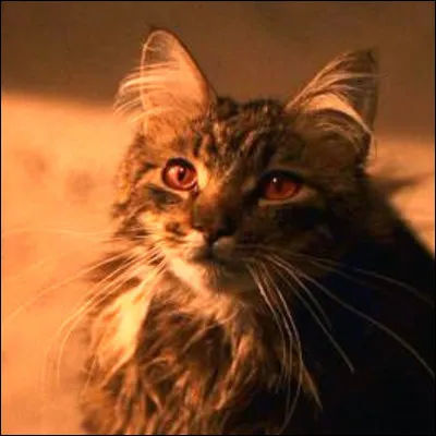 Comment Harry a-t-il réussi à sortir du bureau de Rusard sans punition ?