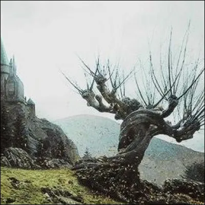 Qui appuie réellement sur le nud du saule cogneur pour laisser passer Harry et Hermione dans le troisième tome ?