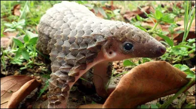 D'après vous, dans quels endroits du monde peut-on (avec énormément de chance) voir un pangolin ?