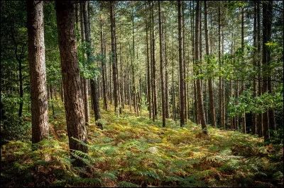 Maintenant il est 22 h, tu es en for&ecirc;t et un zombie puis dix autres t'ont vue. Que fais-tu dans cette situation ?