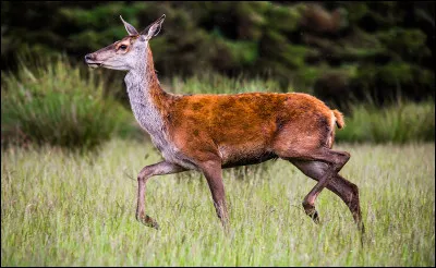 À qui appartient le patronus en forme de biche ?