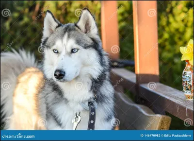 Quel est en moyenne le poids du Husky sibérien ?