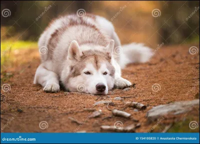 Quelle est en moyenne la longévité du Husky sibérien ?