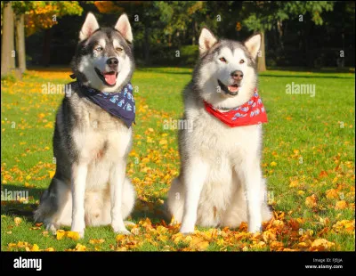 Quelle est à-peu-près la date d'apparition du Husky sibérien ?
