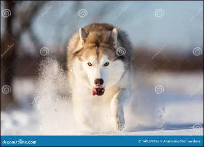 Originaire de Sibérie, la race a été créée par le peuple Tchouktches qui l'utilisait pour...
