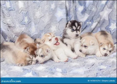 Selon la légende, le Husky sibérien serait né de l'amour d'un ... et de la Lune.