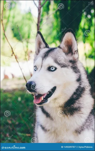 Suite de la question 6 : 
Ce qui expliquerait à la fois son allure de loup et ...