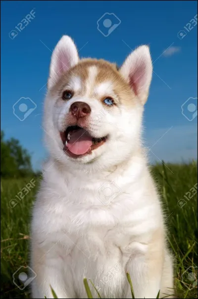 Quelles sont les deux plus grandes qualités du Husky sibérien ?