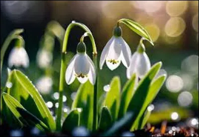 Nature - Comment se nomme cette fleur blanche poussant en hiver ?