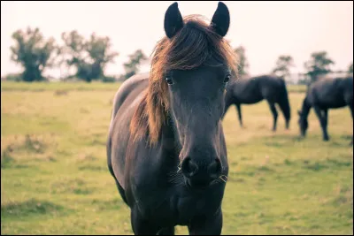 Quelle est cette robe (6) ?