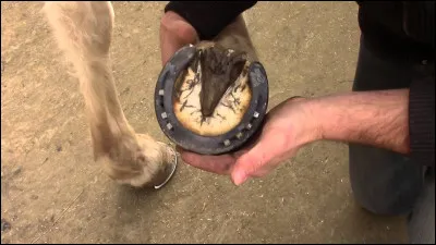 Avec quoi faut-il nettoyer les pieds du cheval ?