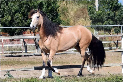De quelle robe est ce cheval (2) ?