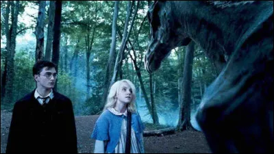 Luna adore les Sombrals.