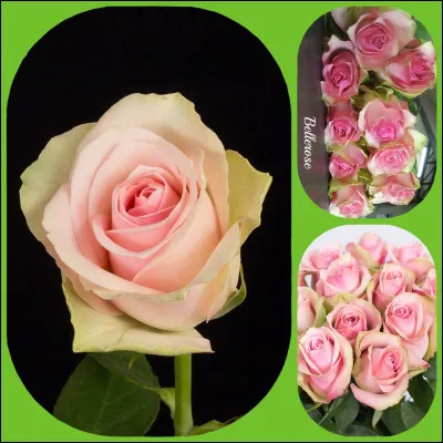 À quelle chanteuse doit-on le titre "Mon amie la rose" ?