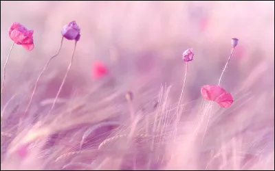 À quel jazzman faut-il attribuer le titre "Petite fleur" ?