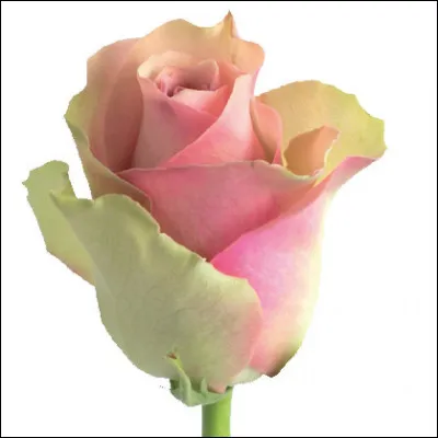 Qui est le réalisateur du film "Le Nom de la rose" ?