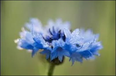 Qui porte également le surnom de "Bleuet" ?