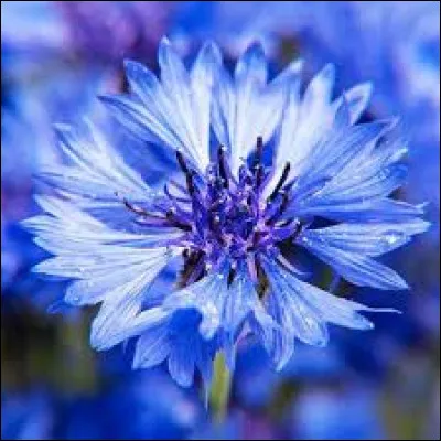 En France, de quoi le bleuet est-il la fleur ?