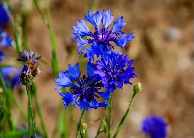 Qui chante "Oh le velours brun des pensées,
L'oranger blanc des fiancées,
Les lourds glaïeuls, le lis fluet,
L'or du soleil morne et sévère,
Mais la couleur que je préfère
C'est le bleu, le bleu des bleuets" ?