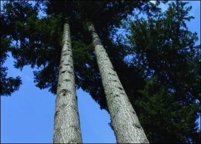 Où peut-on observer le plus grand arbre du monde connu à ce jour, un séquoia géant haut de 116 mètres ?