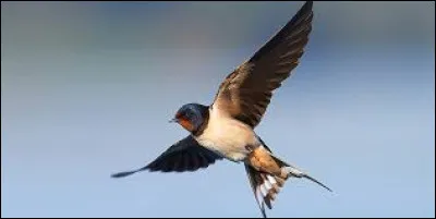 Complétez ce proverbe : "Une hirondelle...