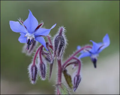 Quelle est cette fleur ?