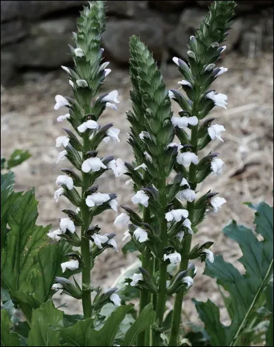 Quelle est cette fleur ?