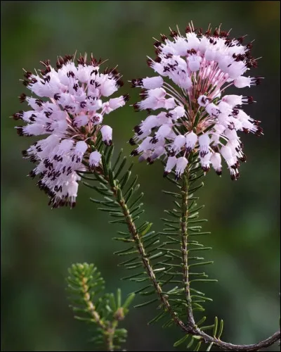 Quelle est cette fleur ?