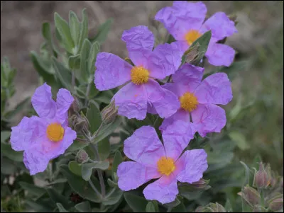Quelle est cette fleur ?