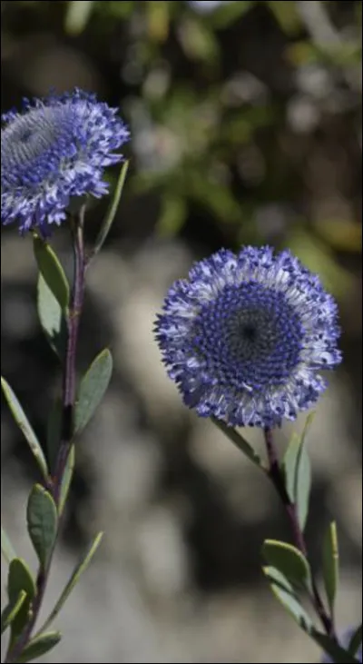 Quelle est cette fleur ?