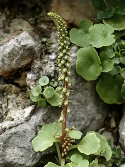 Quelle est cette fleur ?