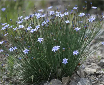 Quelle est cette fleur ?