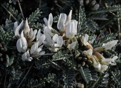 Quelle est cette fleur ?