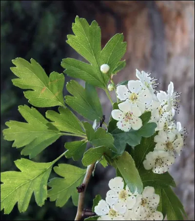 Quelle est cette fleur ?