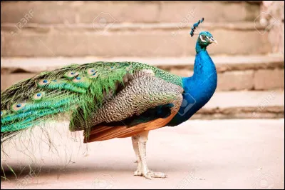 Mets le groupe du nom *de gros oiseaux* au singulier.