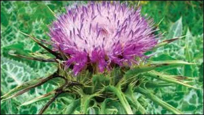 Le chardon est l'emblème du Pays de Galles.