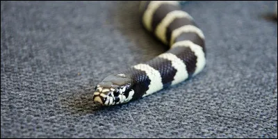 Préfères-tu le noir ou le blanc ?