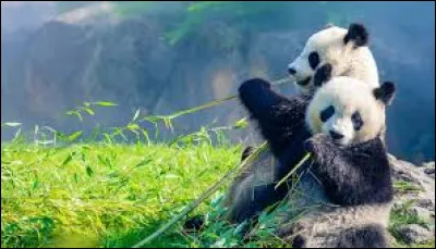 Z - En France, quel animal peut-on admirer uniquement dans le ZooParc de Beauval ?