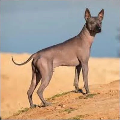 X - Comment appelle-t-on également la race de chien Xoloitzcuintle ?