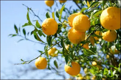 Y - Quel pays est le plus grand producteur de yuzu ?