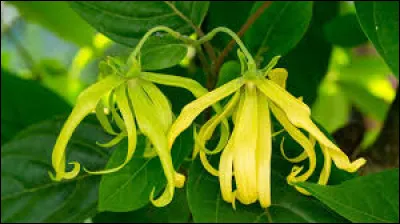 Y - Dans quel domaine utilise-t-on majoritairement la fleur de lylang-ylang ?