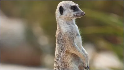 Quel est cet animal ?