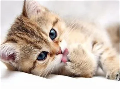 Quel est cet animal ?