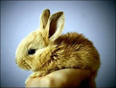 Quel est cet animal ?